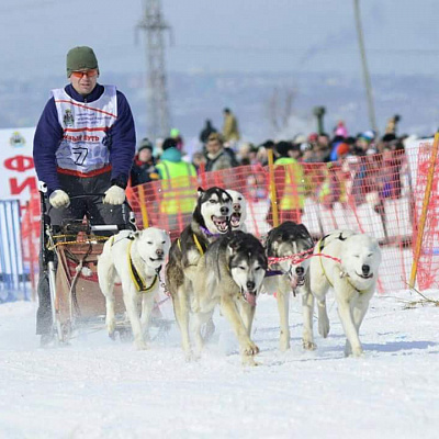 Катание на упряжках ездовых собак